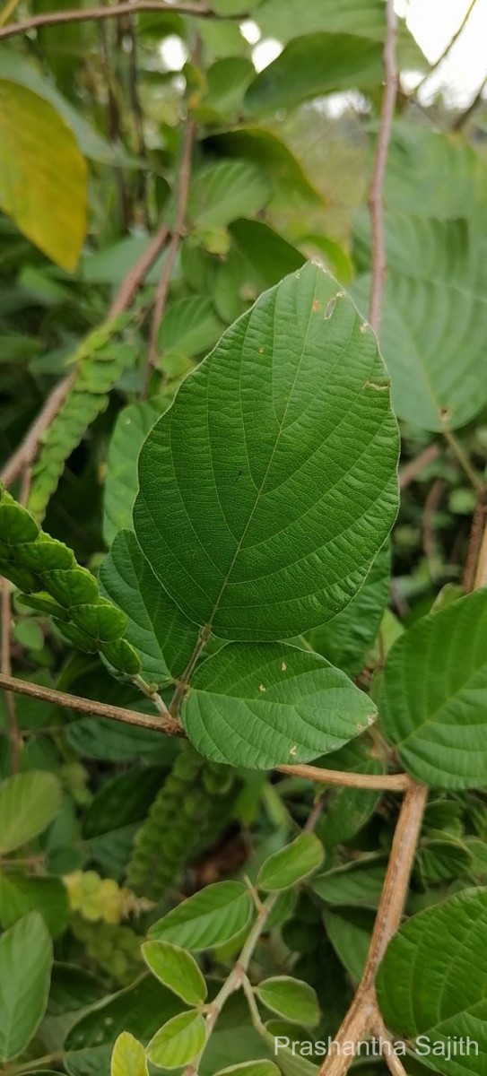 Phyllodium pulchellum (L.) Desv.